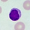 Lymphocyte