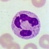 Neutrophil